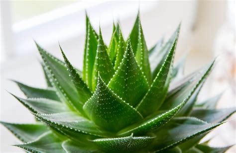 Aloe vera planta